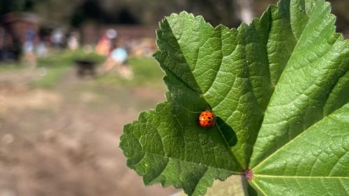 Ladybugs in the garden